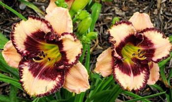 EXOTIC TREASURE   #316